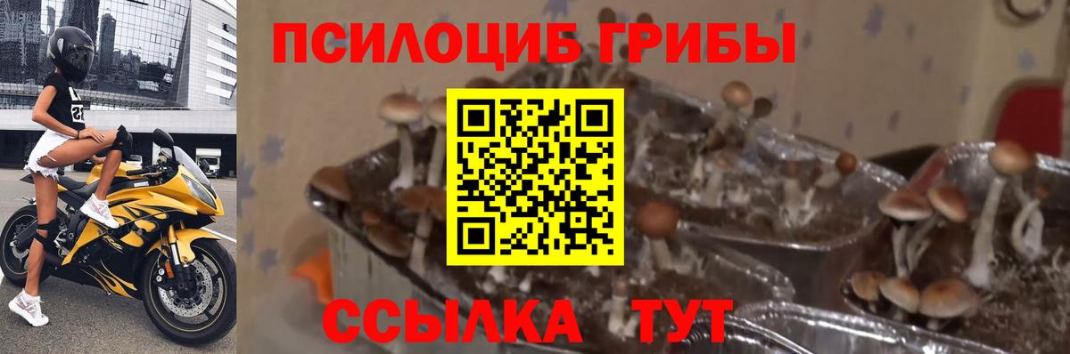 наркотики  Псилоцибиновые грибы MAGIC MUSHROOMS  Вход с VPN  Крымск 